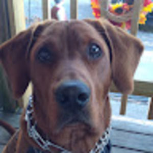 Meet your Posher, Jodi